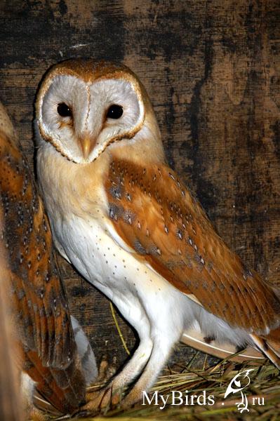 Сова - фото мудрого и древнейшего вида птицы планеты