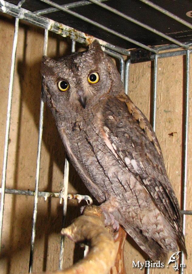 Сова - фото мудрого и древнейшего вида птицы планеты