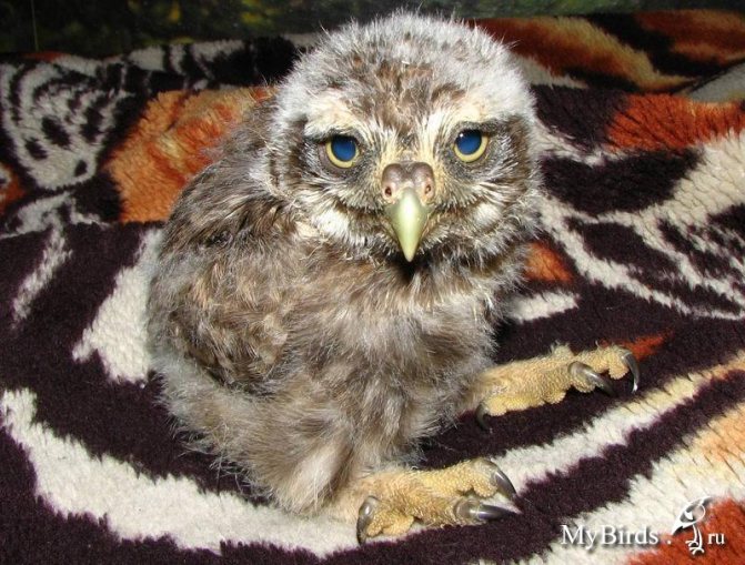 Сова - фото мудрого и древнейшего вида птицы планеты