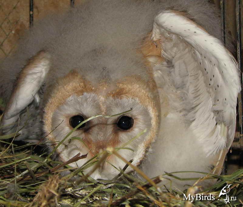 Сова - фото мудрого и древнейшего вида птицы планеты