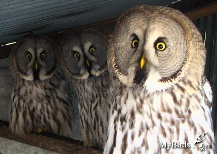 Сова - фото мудрого и древнейшего вида птицы планеты