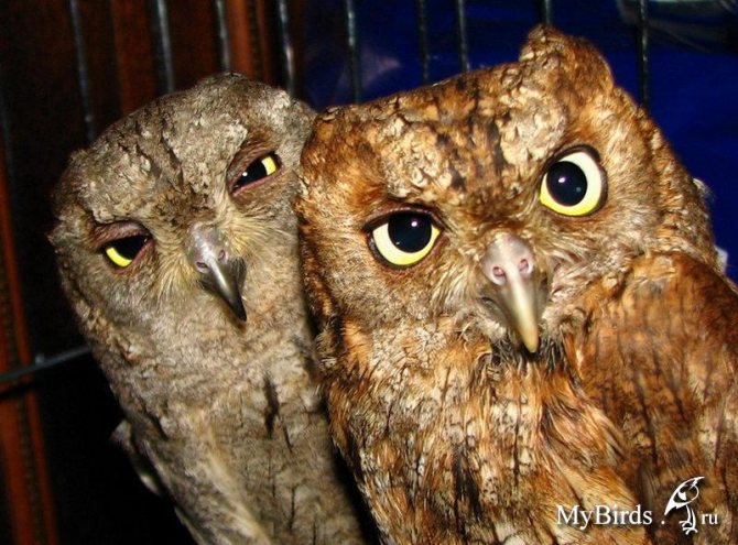 Сова - фото мудрого и древнейшего вида птицы планеты