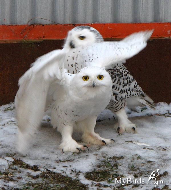 Сова - фото мудрого и древнейшего вида птицы планеты