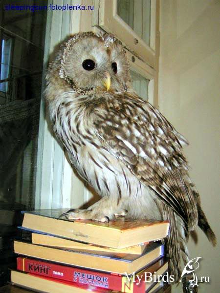 Сова - фото мудрого и древнейшего вида птицы планеты