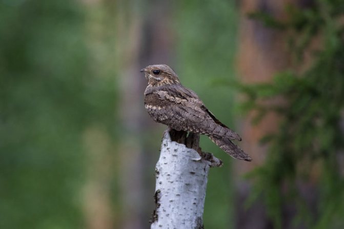 Козодой: образ жизни и среда обитания