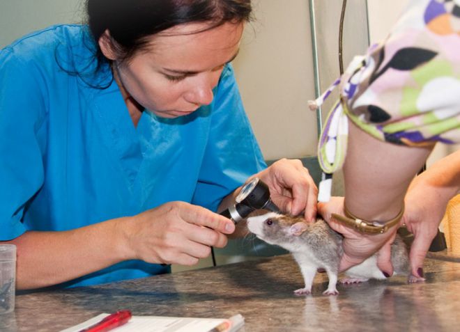 Ветеринар и крыса