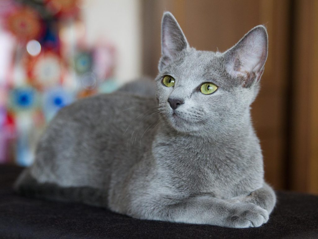 Самые ласковые породы кошек