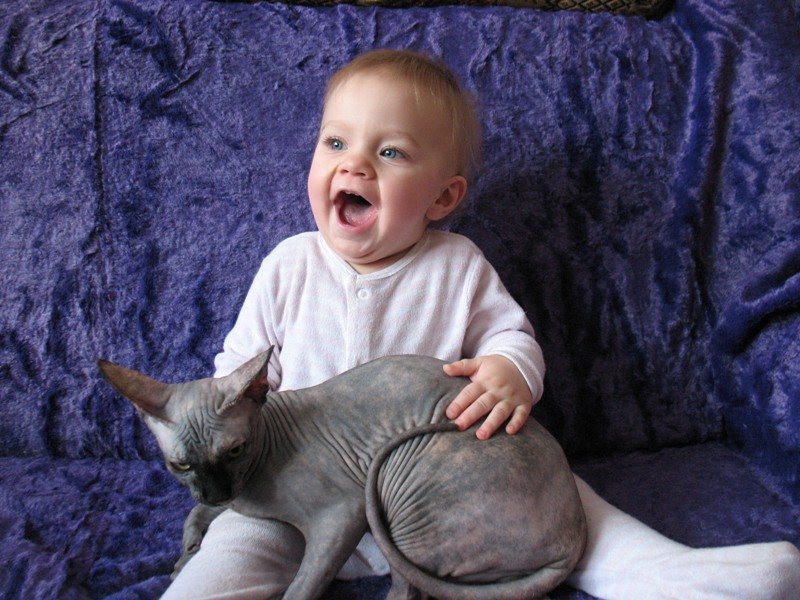 Самые ласковые породы кошек