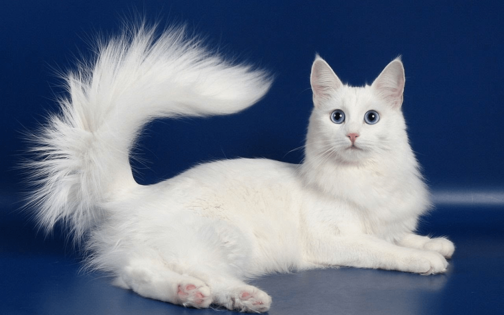 Порода кошек с большими ушами: как называются ушастые лопоухие коты с вытянутой мордой