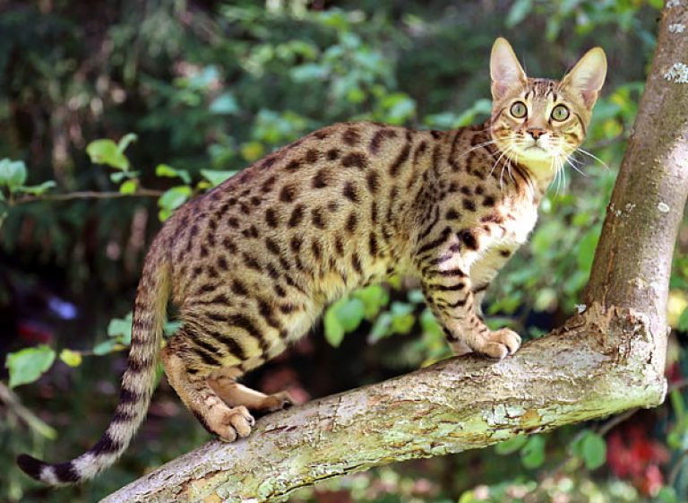 Серенгети: порода кошек с необычной внешностью, описание экстерьера и характера