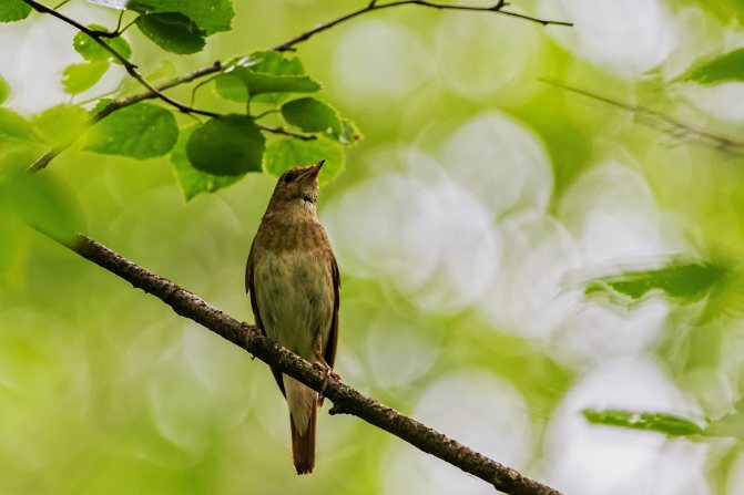 Певчие птицы России