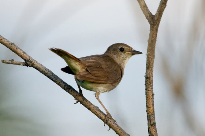 Певчие птицы России