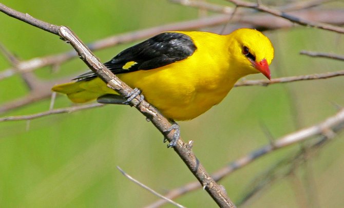 Певчие птицы России