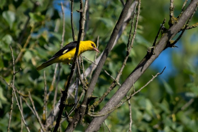 Певчие птицы России