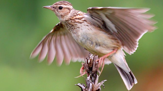 Певчие птицы России