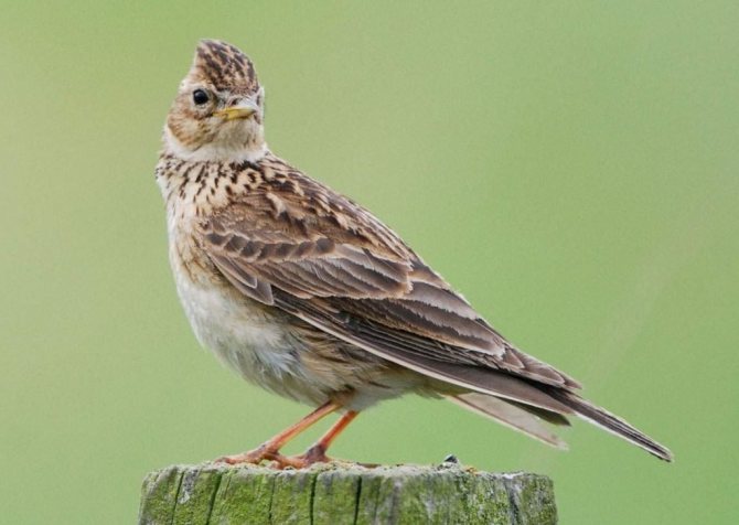 Певчие птицы России