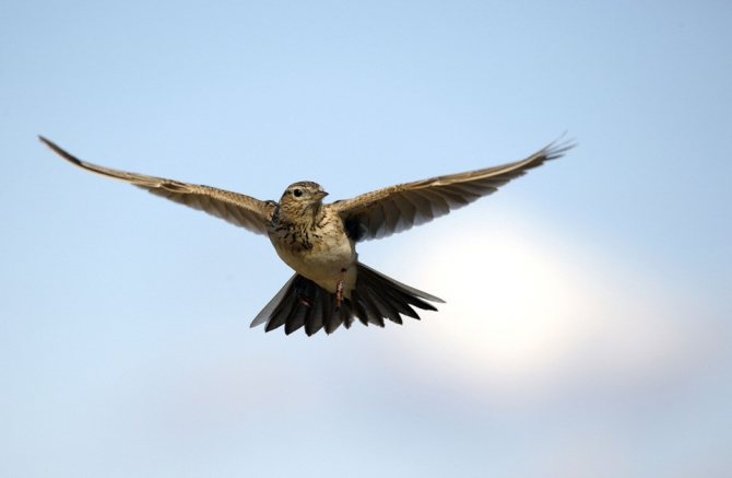 Певчие птицы России