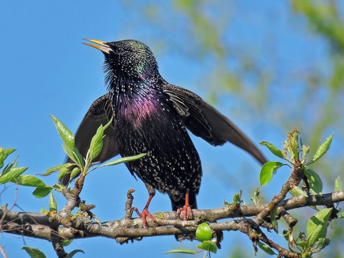 Оседлые птицы - признаки, особенности, названия и виды