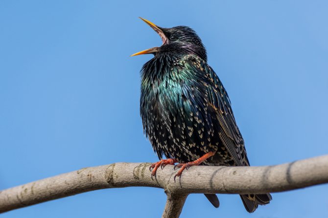 Оседлые птицы - признаки, особенности, названия и виды