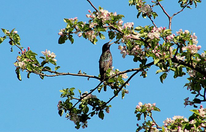 Оседлые птицы - признаки, особенности, названия и виды