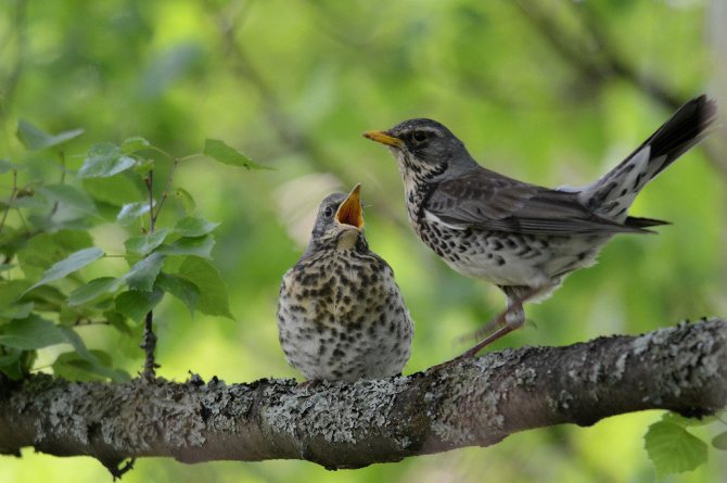 Певчие птицы России