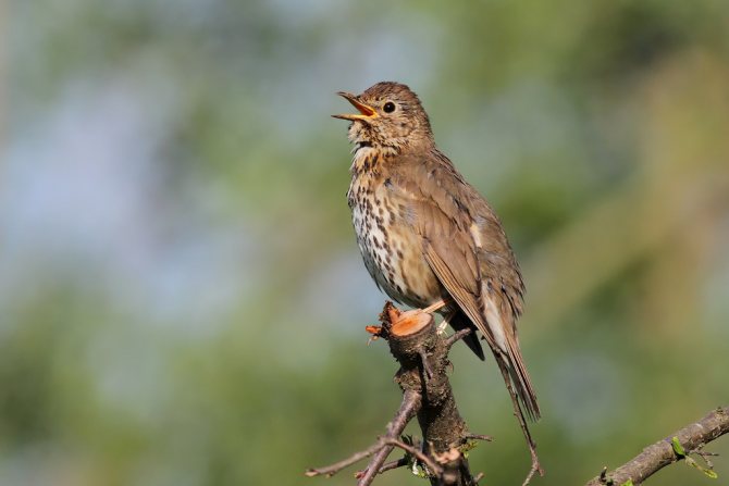 Певчие птицы России