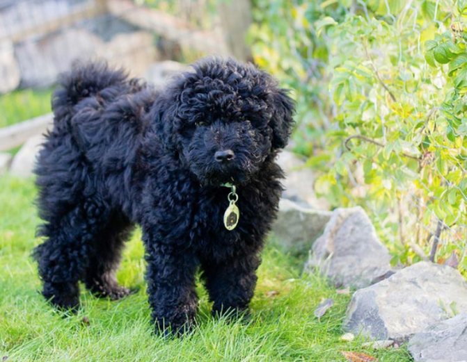 Венгерская собака пули