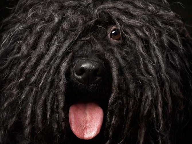 Венгерская собака пули