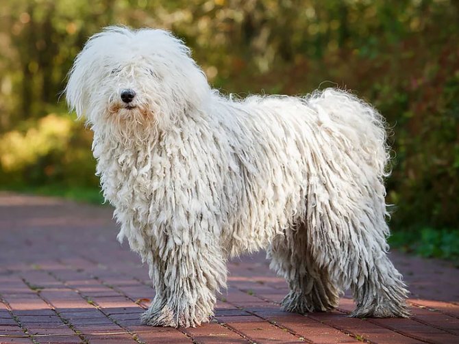 Венгерская собака пули