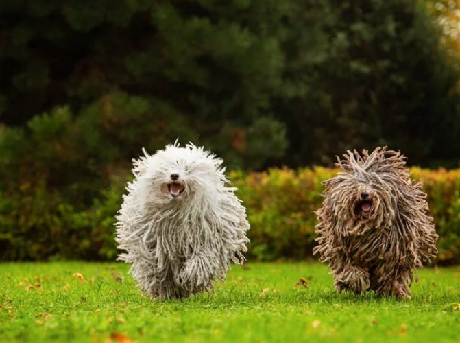 Венгерская собака пули