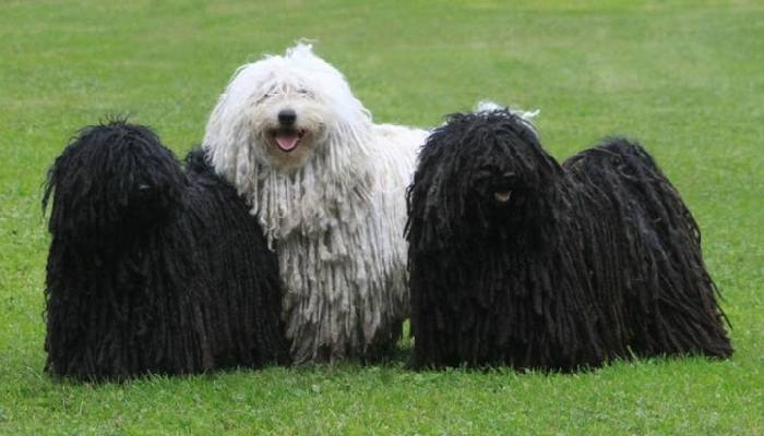 Венгерская собака пули