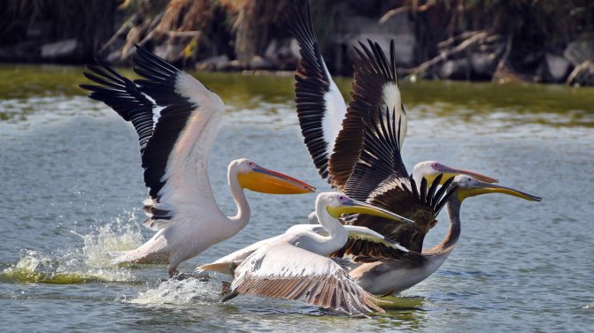 Что такое ПЕЛИКАН?