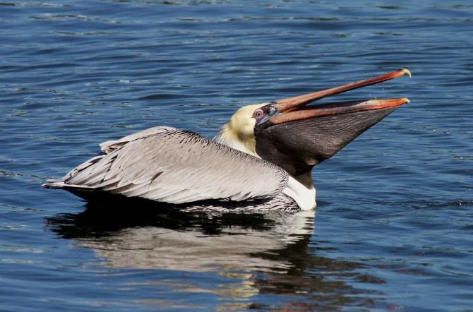 Что такое ПЕЛИКАН?