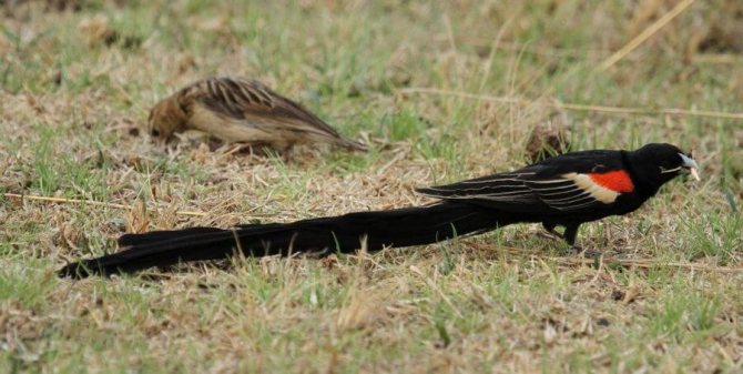 Ткачик птица