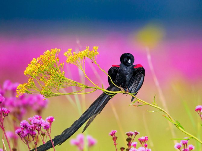 Ткачик птица