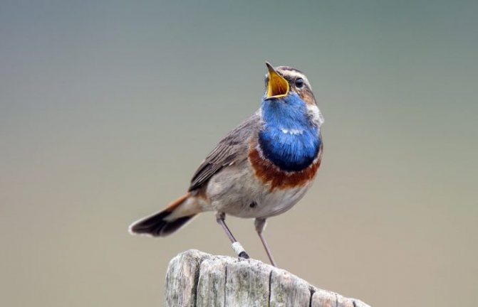 Оседлые птицы - признаки, особенности, названия и виды