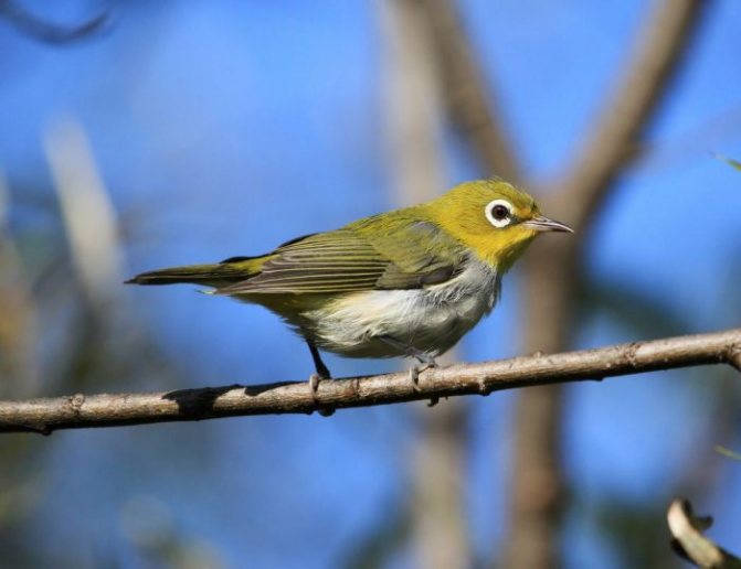 Оседлые птицы - признаки, особенности, названия и виды