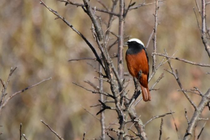 Оседлые птицы - признаки, особенности, названия и виды