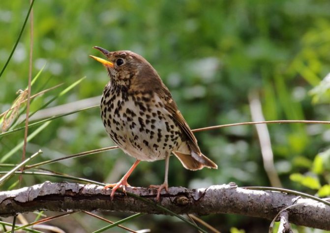 Оседлые птицы - признаки, особенности, названия и виды