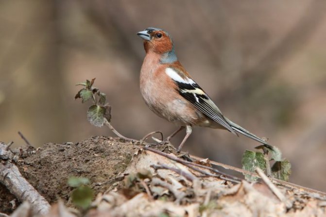 Оседлые птицы - признаки, особенности, названия и виды