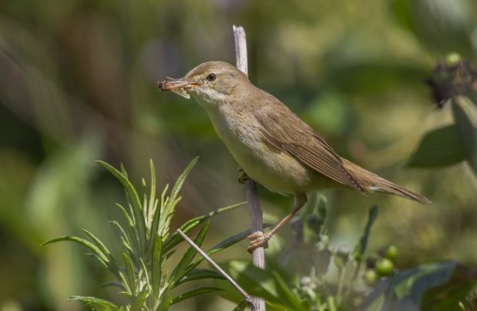 Оседлые птицы - признаки, особенности, названия и виды