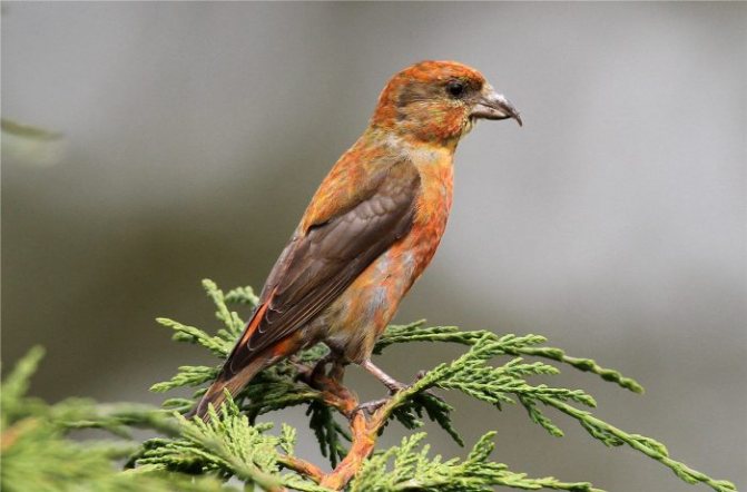 Оседлые птицы - признаки, особенности, названия и виды