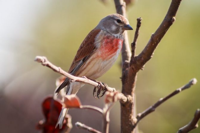 Оседлые птицы - признаки, особенности, названия и виды