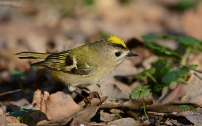 Оседлые птицы - признаки, особенности, названия и виды