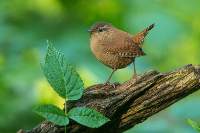 Оседлые птицы - признаки, особенности, названия и виды