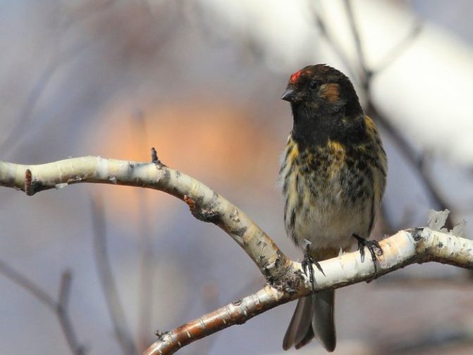 Оседлые птицы - признаки, особенности, названия и виды