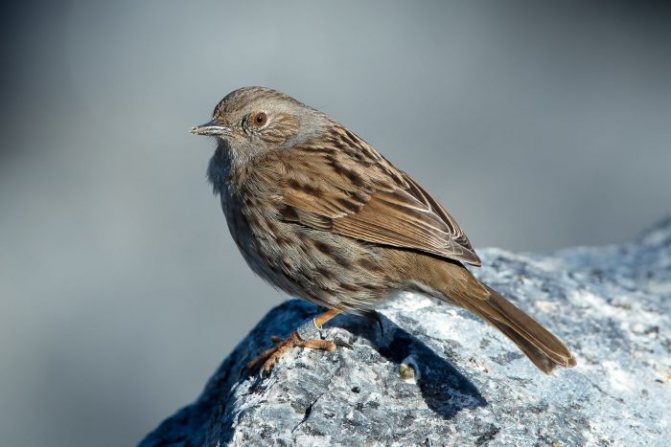 Оседлые птицы - признаки, особенности, названия и виды