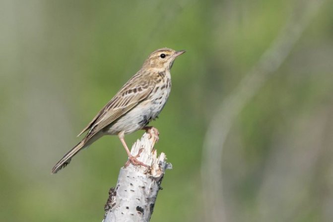 Оседлые птицы - признаки, особенности, названия и виды