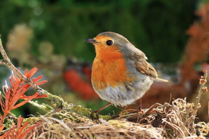 Оседлые птицы - признаки, особенности, названия и виды