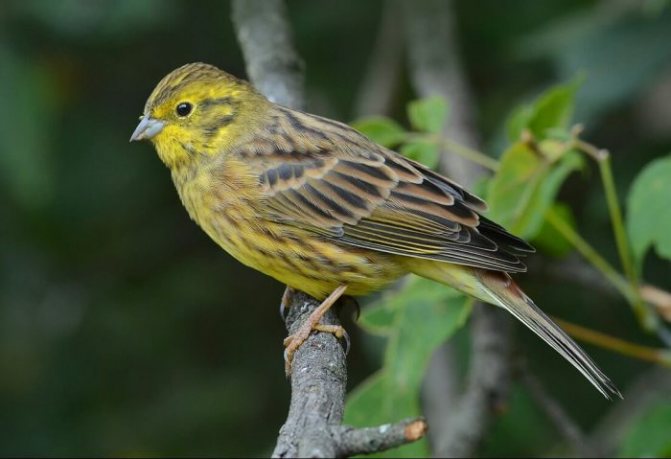 Оседлые птицы - признаки, особенности, названия и виды